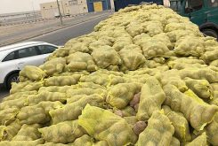 أمانة الشرقية تضبط شاحنتين مخالفتين تحملان 51 طناً من البطاطس الفاسدة