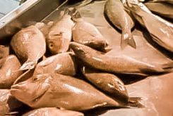 ٣١١ كجم من الأسماك الفاسدة في أسواق رأس تنورة