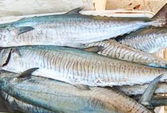 حظر صيد أسماك “الكنعد” على سواحل الخليج العربي بالمنطقة الشرقية